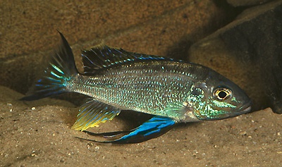 Cyathopharynx sp. 'furcifer north' Ruziba